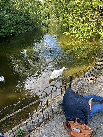 Sara and the Swan