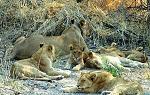 博茨瓦纳，一头雌狮在幼崽的包围下休息. 